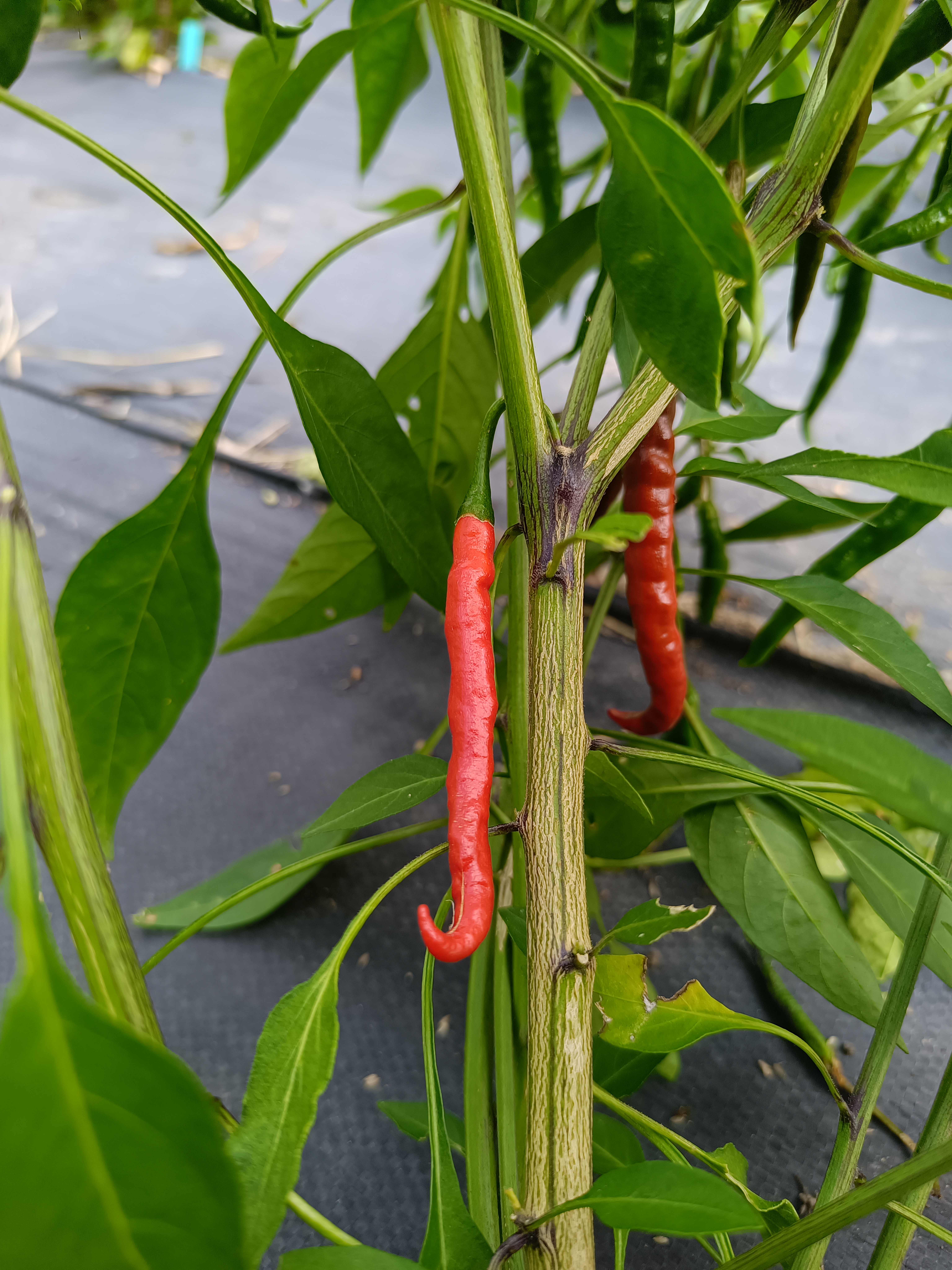 Arbol pepper grown at the Garden of Apologies in Mapleton, Ontario, Canada