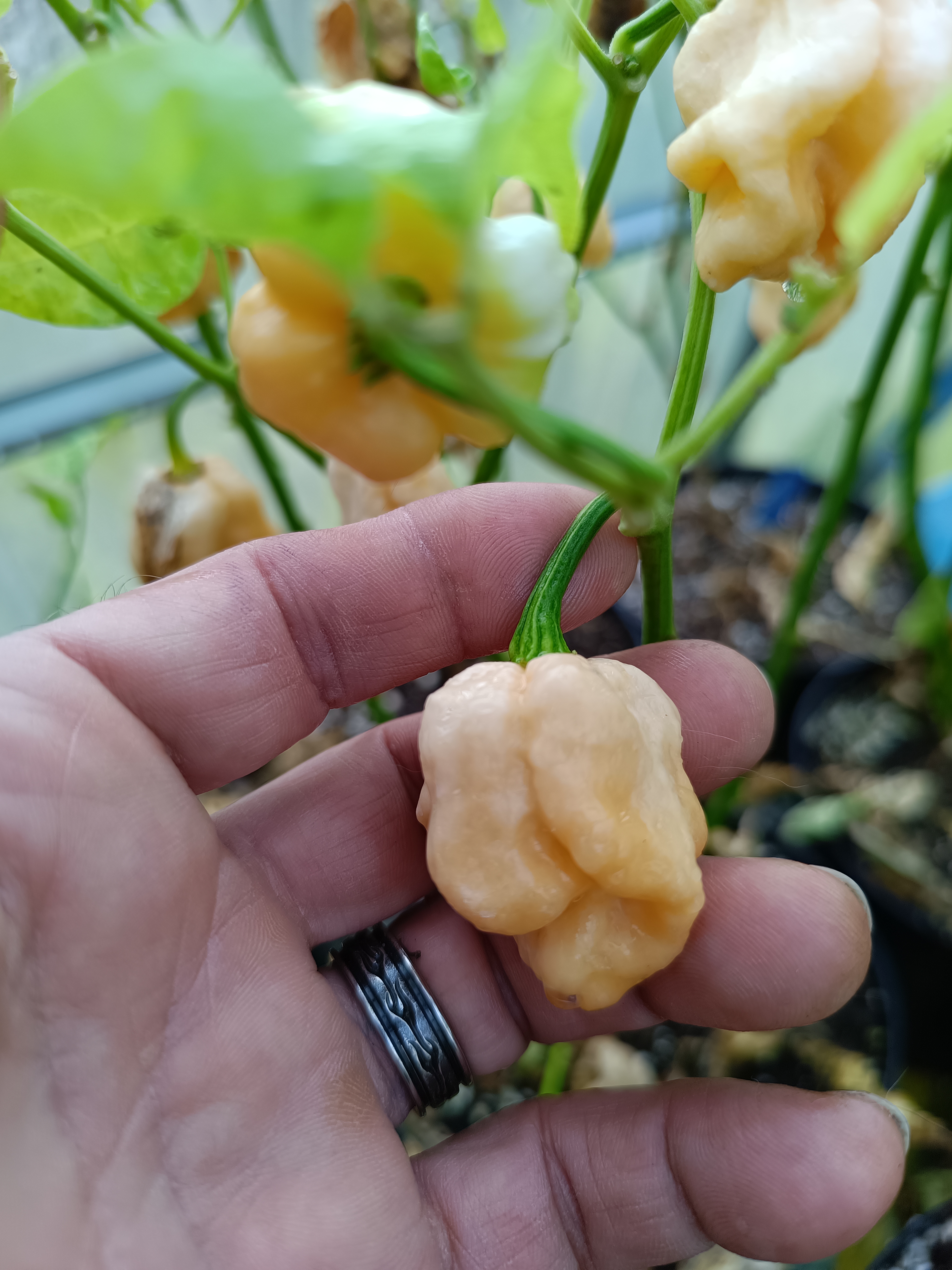 Bane Strain, Peach pepper grown at the Garden of Apologies in Mapleton, Ontario, Canada