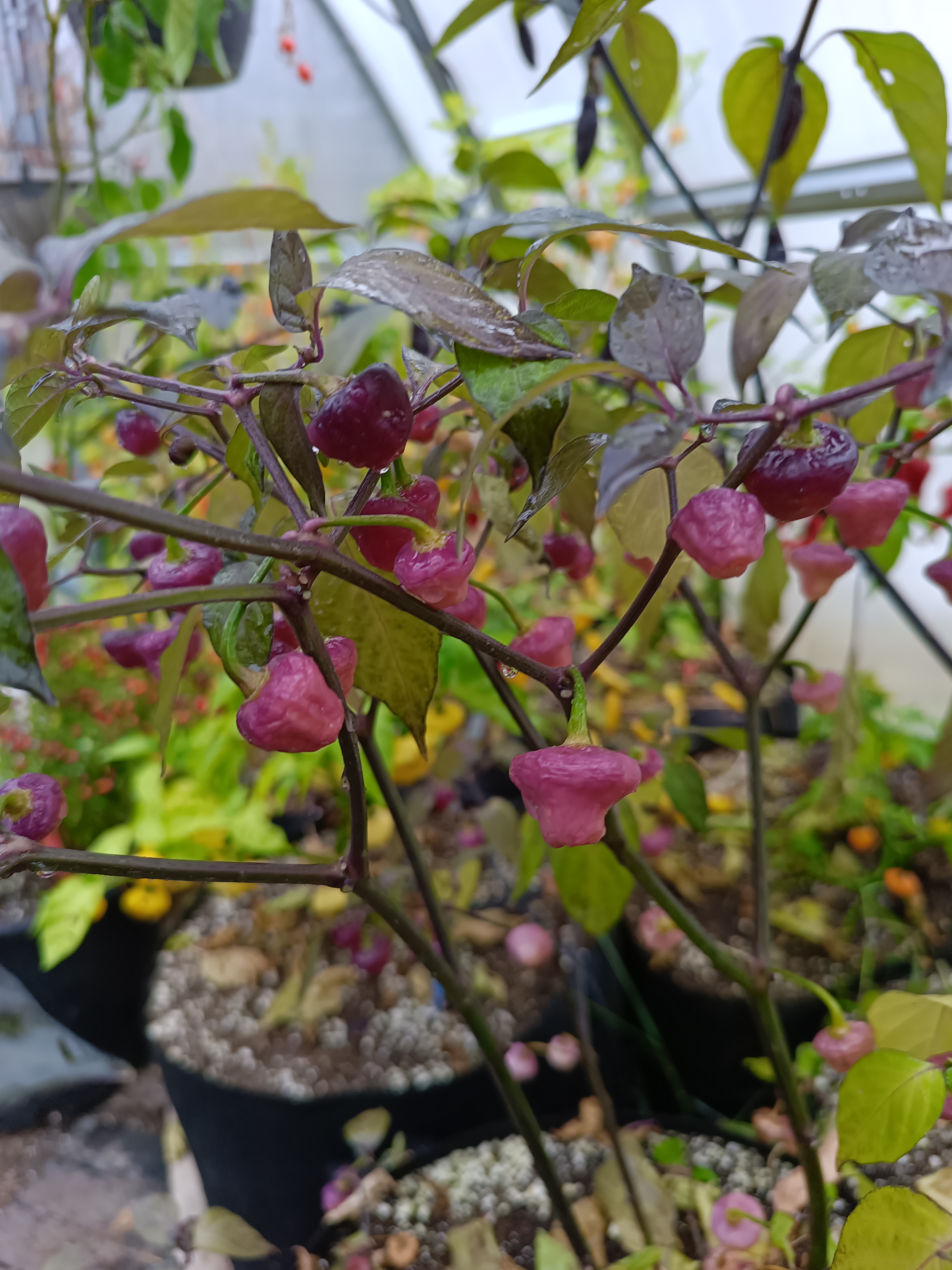 Cheiro Roxa pepper grown at the Garden of Apologies in Mapleton, Ontario, Canada