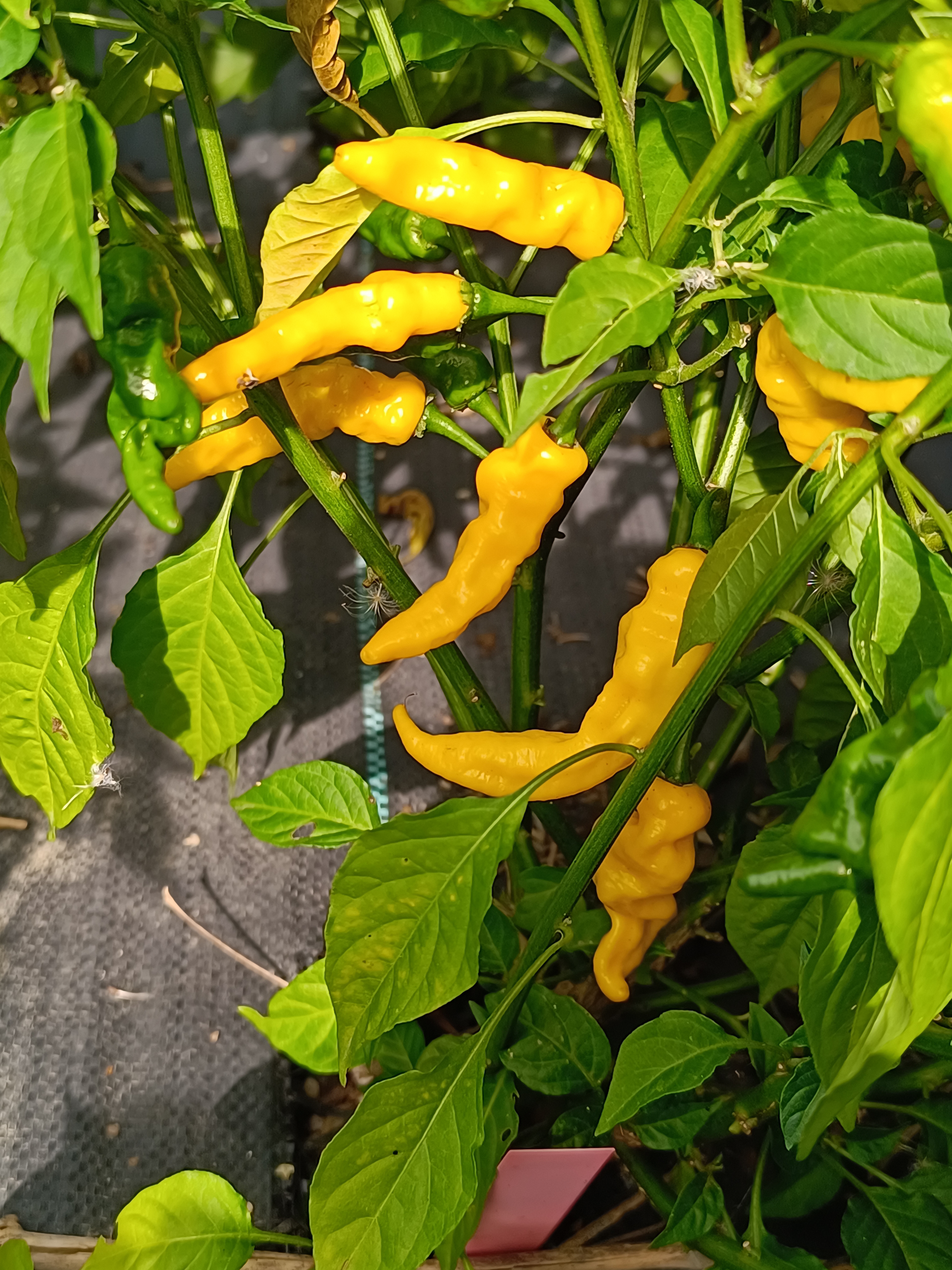 Goronong pepper grown at the Garden of Apologies in Mapleton, Ontario, Canada