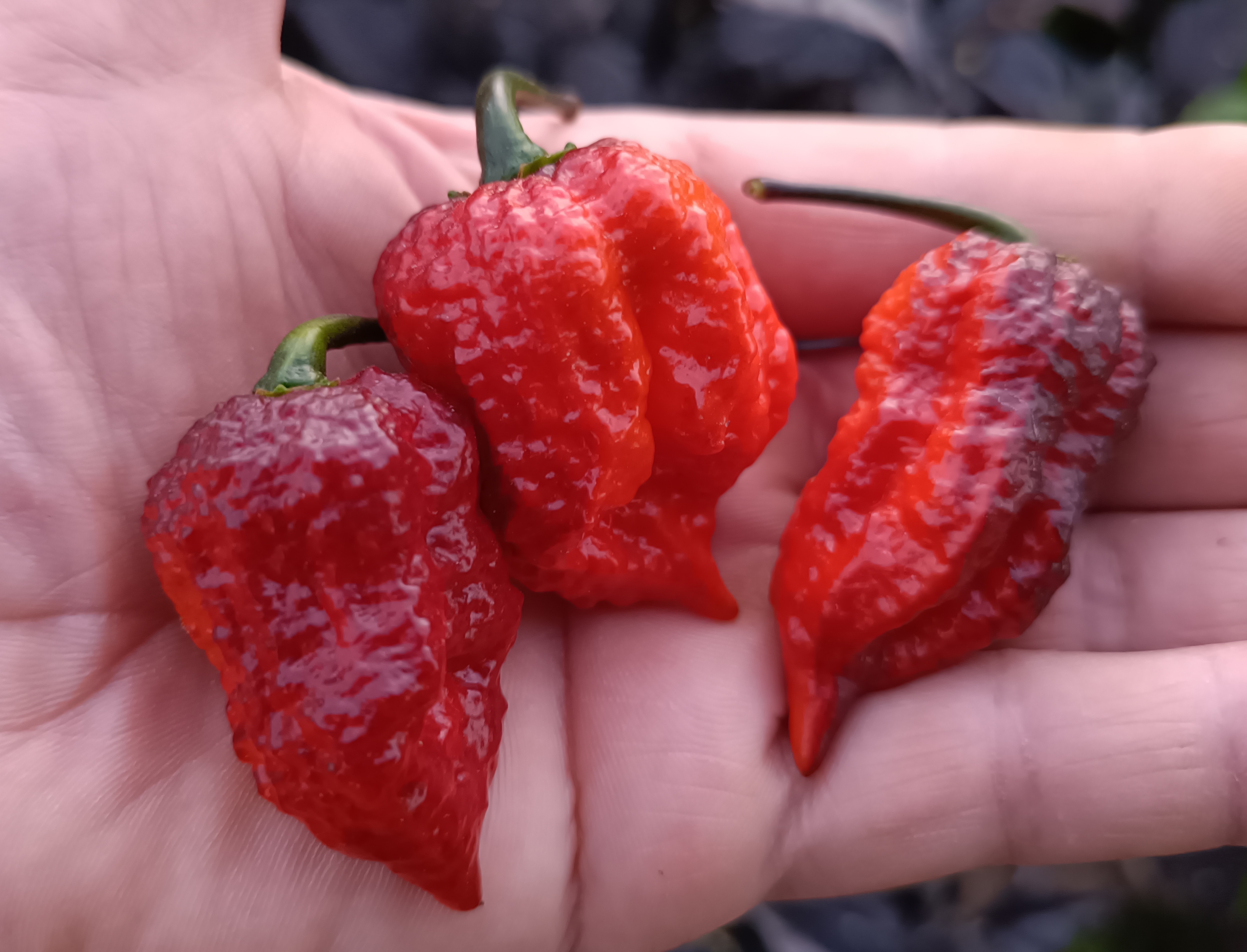 Garden of Apologies Orion Pepper