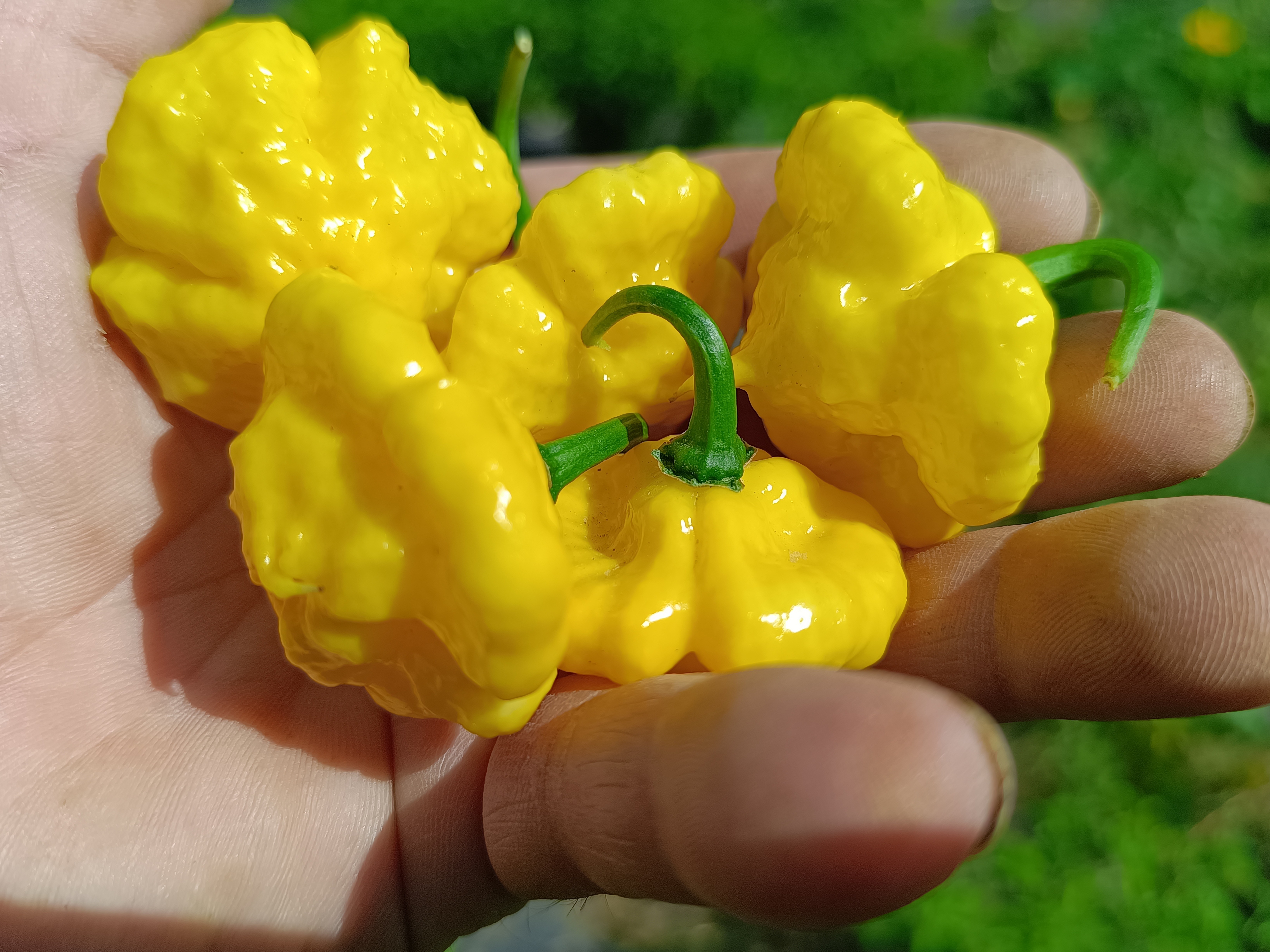 Garden of Apologies Khang Starr Lemon Starrburst