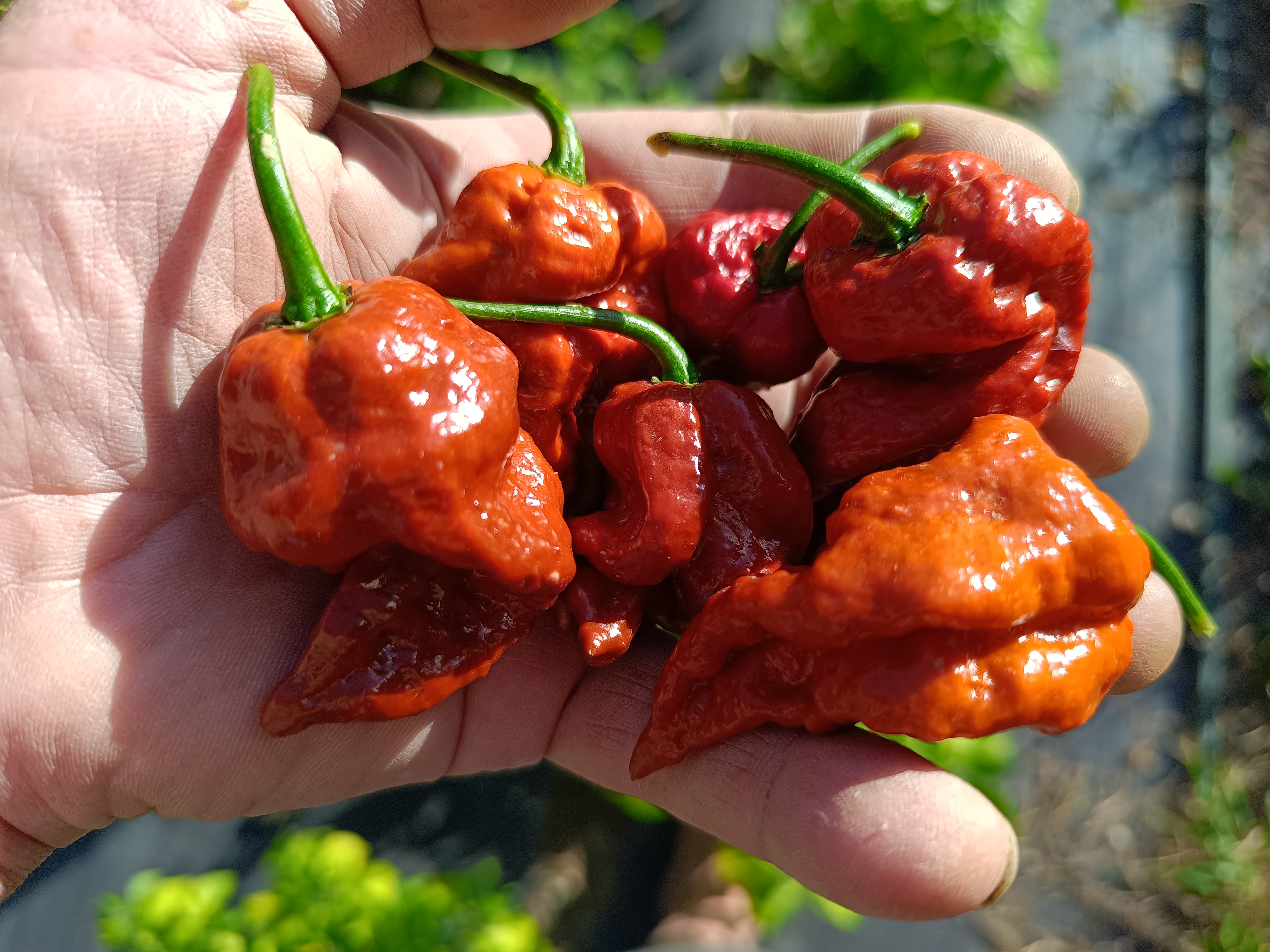 Garden of Apologies Bhutlah, Caramel