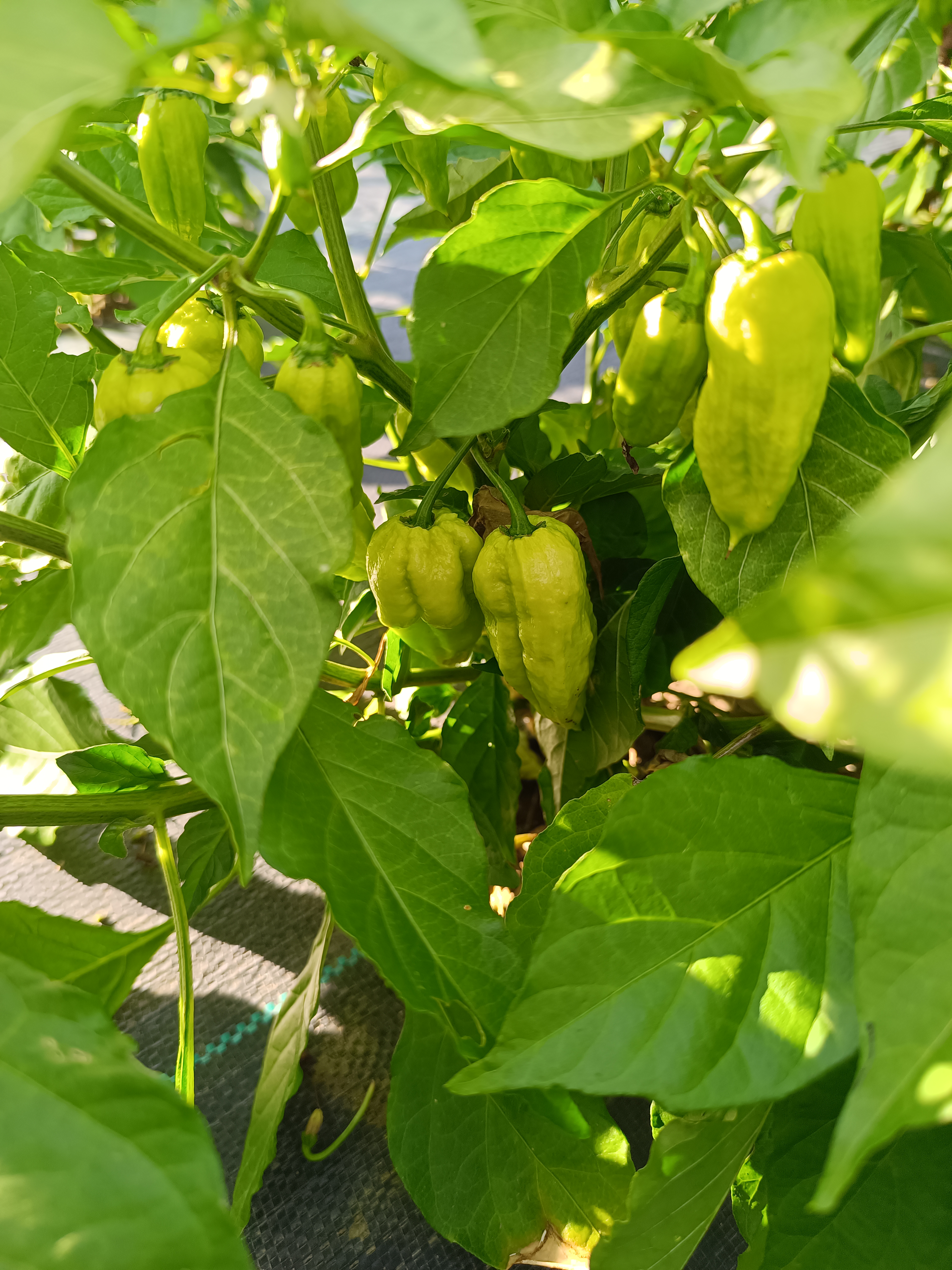 Marbles Sasquatch pepper grown at the Garden of Apologies in Mapleton, Ontario, Canada