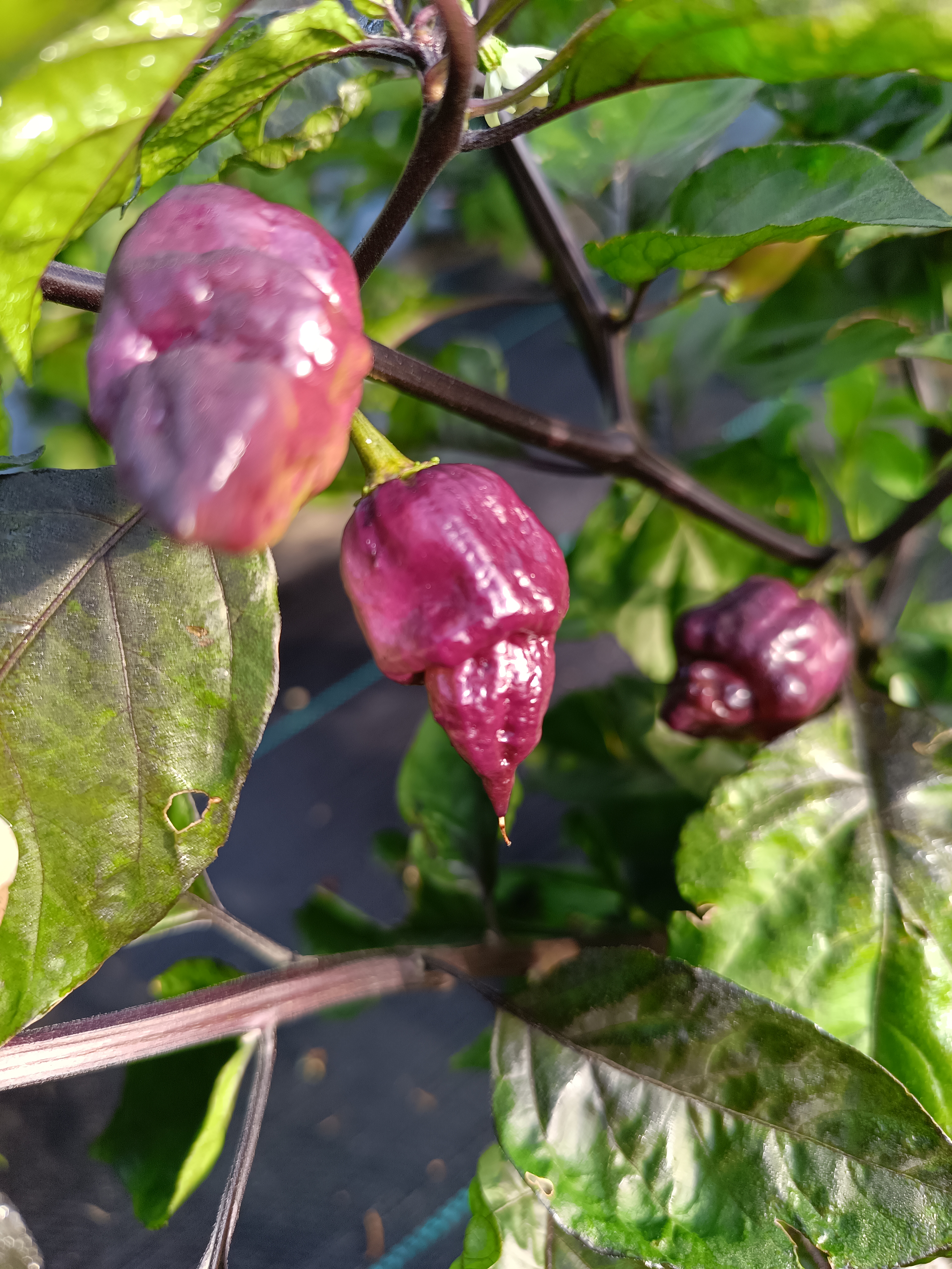 Marbles Pink pepper grown at the Garden of Apologies in Mapleton, Ontario, Canada