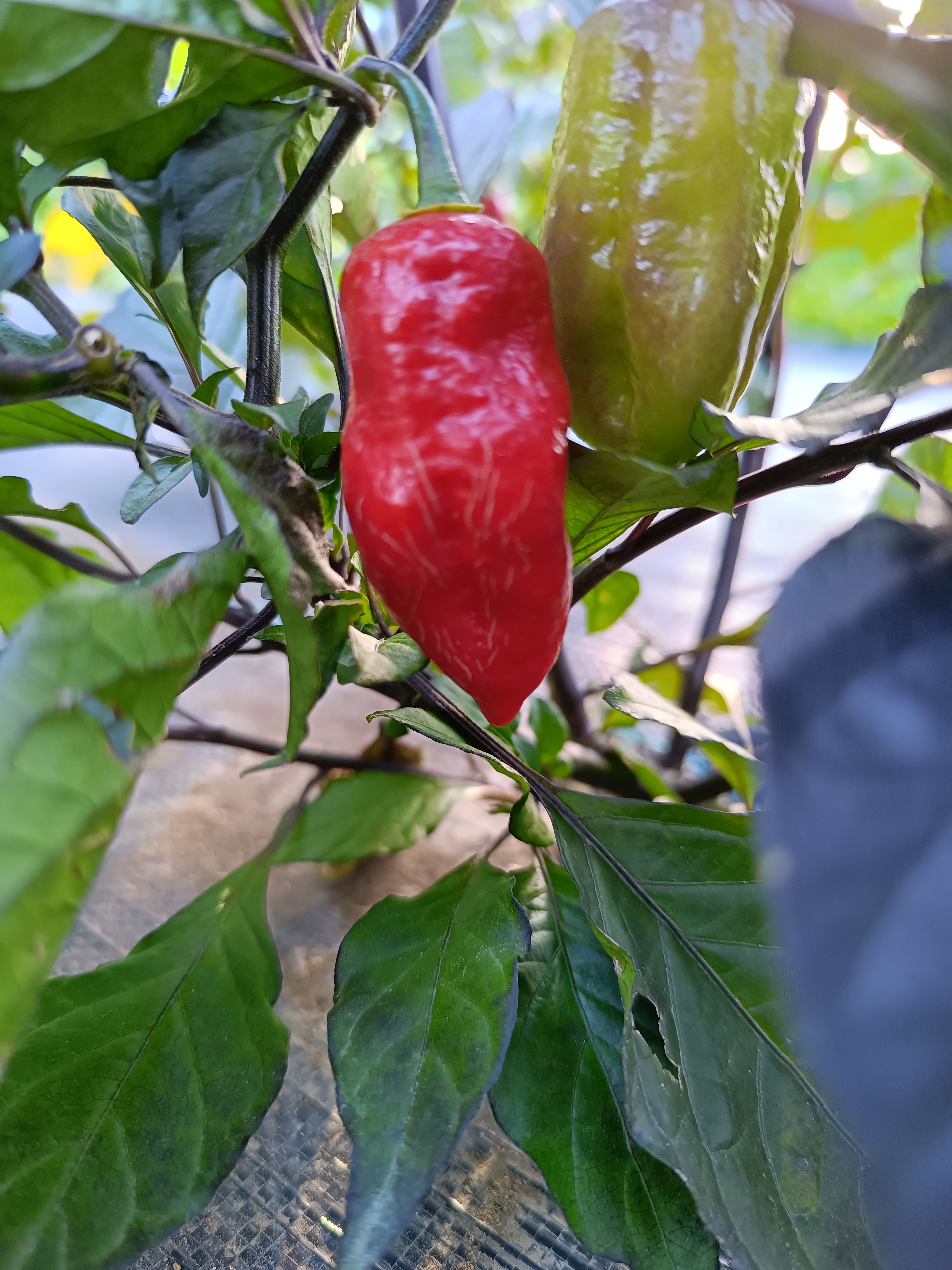 Marbles Orange pepper grown at the Garden of Apologies in Mapleton, Ontario, Canada