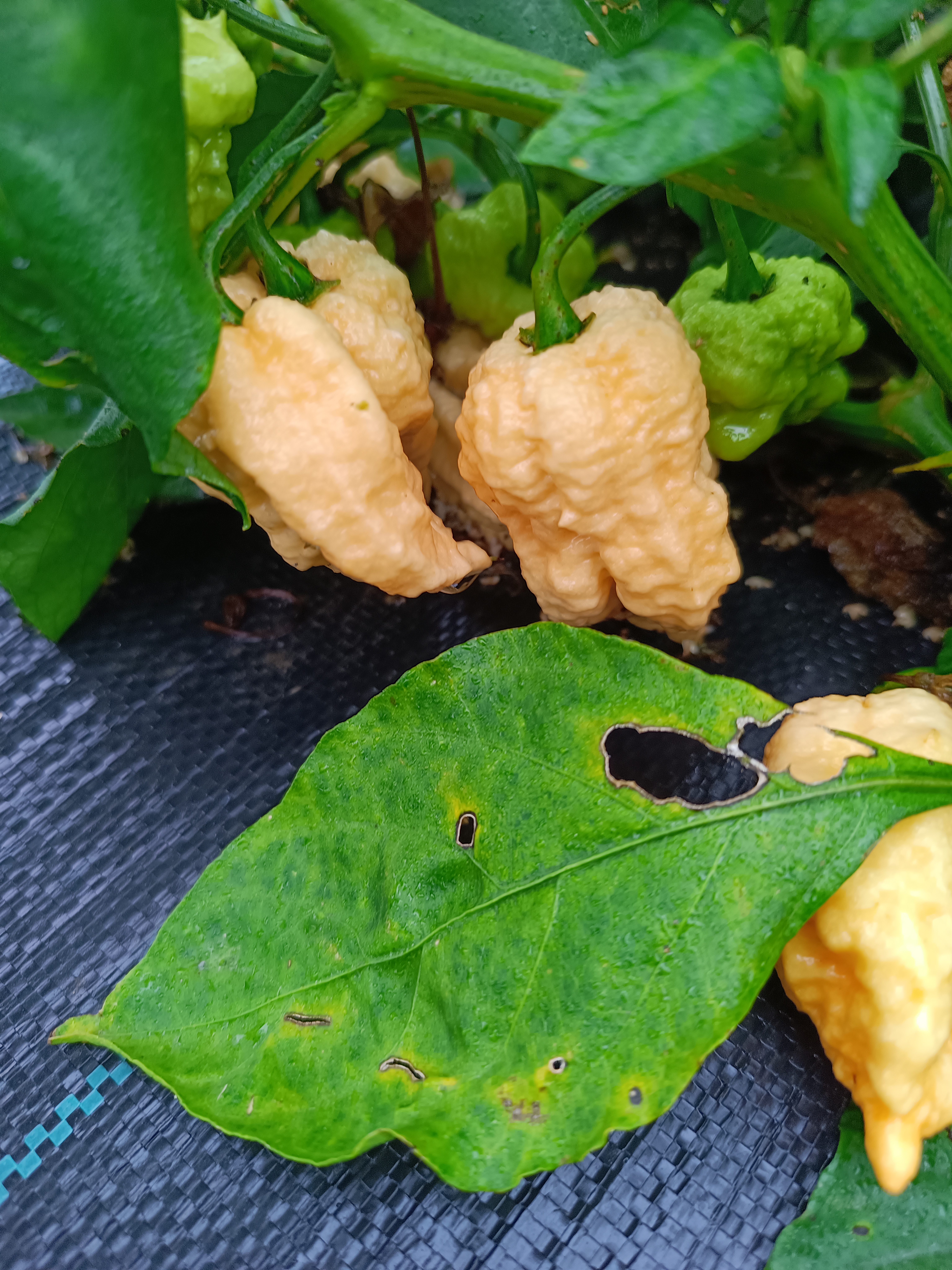 Brain Collapse Peach pepper grown at the Garden of Apologies in Mapleton, Ontario, Canada