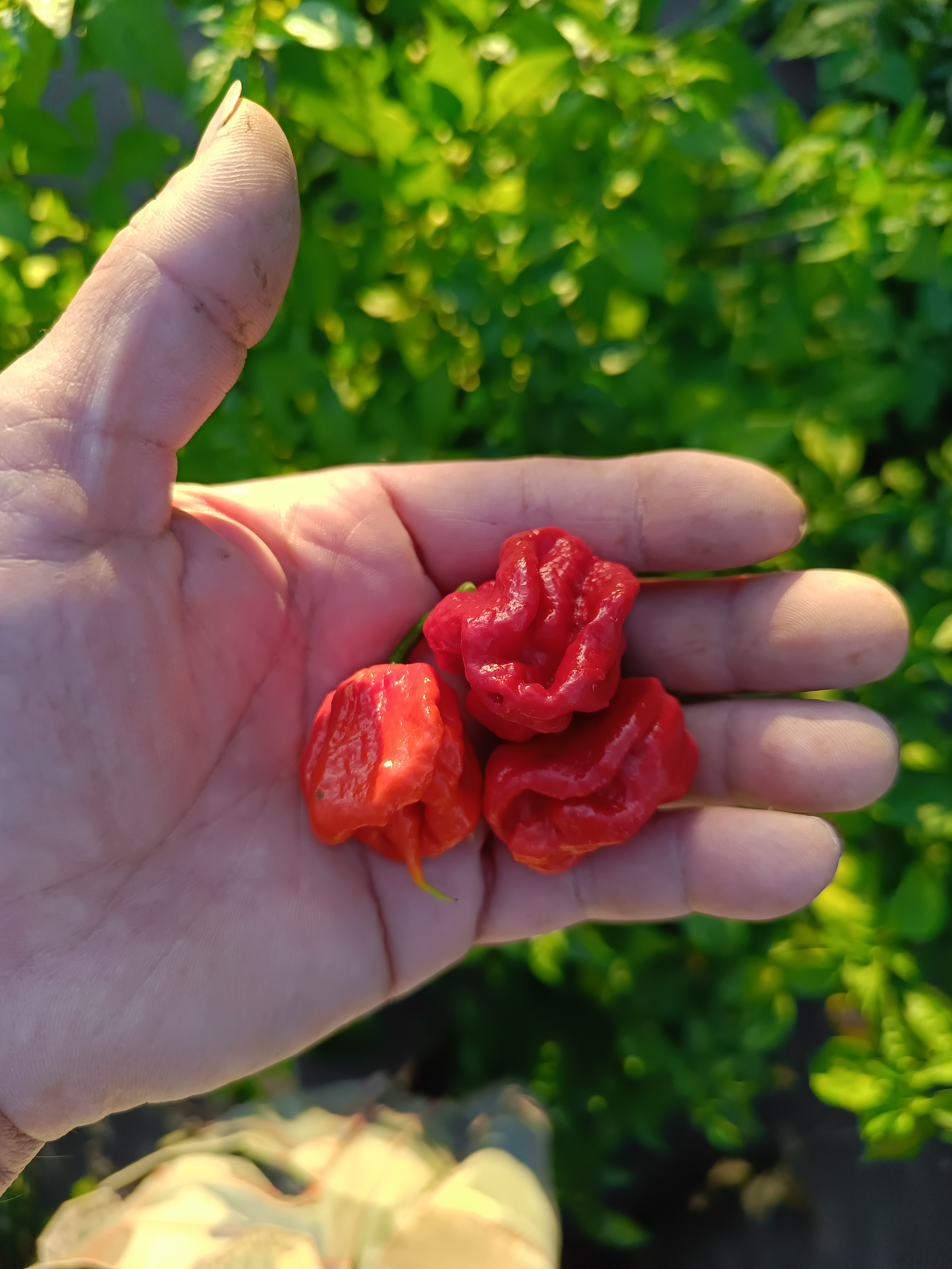 7 Pot Jonah pepper grown at the Garden of Apologies in Mapleton, Ontario, Canada