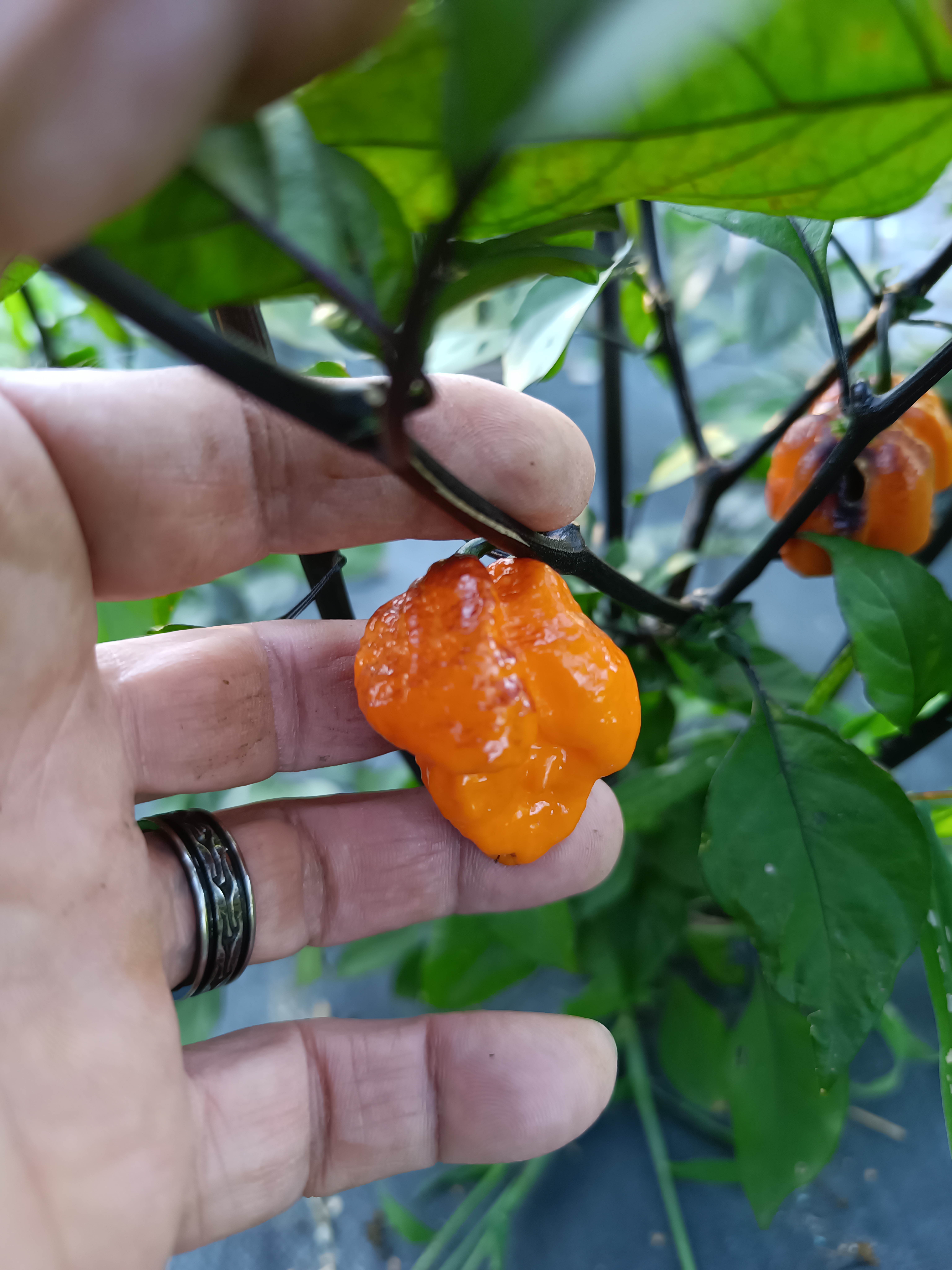 Pockmark Orange pepper grown at the Garden of Apologies in Mapleton, Ontario, Canada