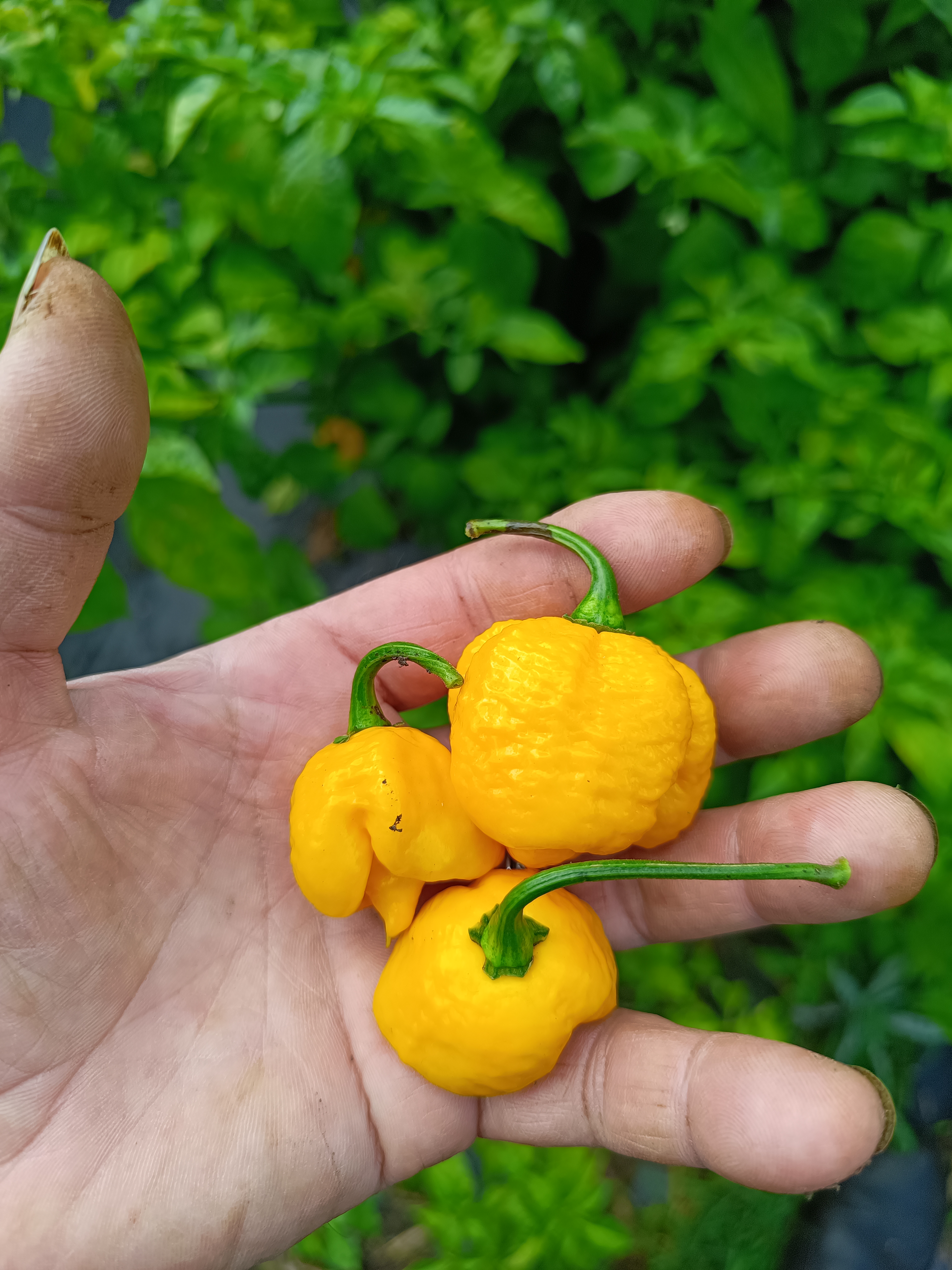 Yellow 7 Pot Brainstrain Brian Townsend, NagaGum Peach Italia without the bleeding calyx